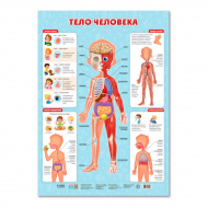 Плакат обучающий "Тело человека" А2 4607177458106 ГЕОДОМ